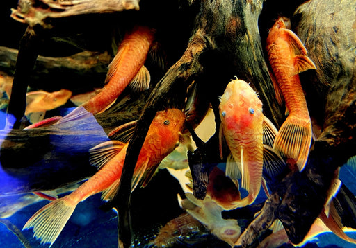 zzz_Roter Antennenwels XL - Ancistrus sp. LDA 16 aqua-teck