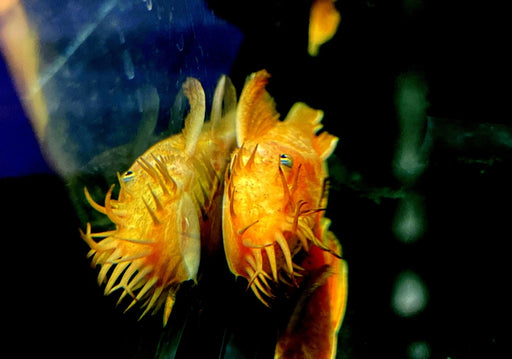 zzz_Roter Antennenwels XL - Ancistrus sp. LDA 16 aqua-teck