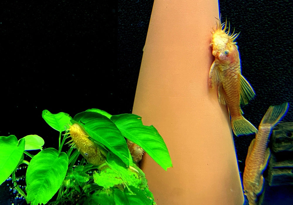 zzz_Roter Antennenwels XL - Ancistrus sp. LDA 16 aqua-teck