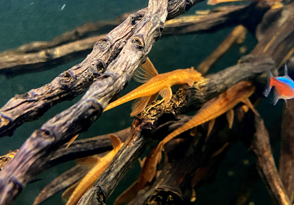 Welse fürs Aquarium bei AQUA TECK online bestellen