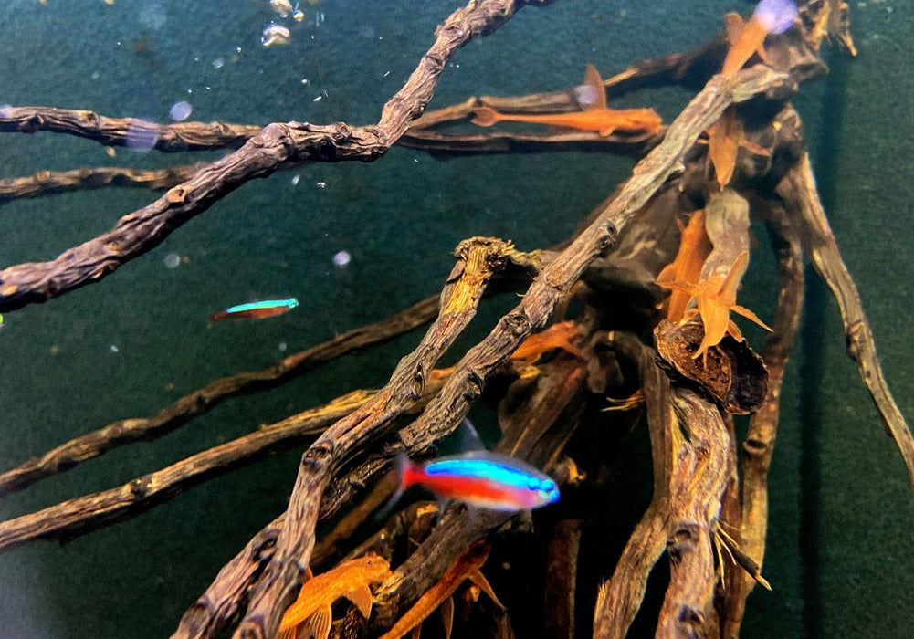 Roter Hexenwels - Rinoloricaria sp. aqua-teck