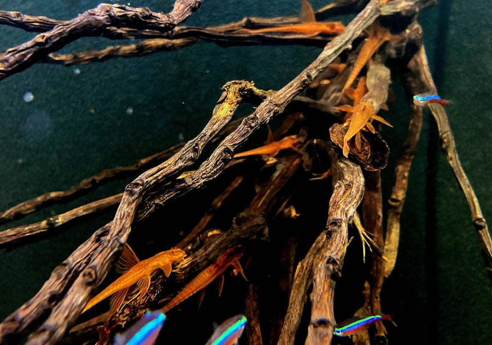 Roter Hexenwels - Rinoloricaria sp. aqua-teck