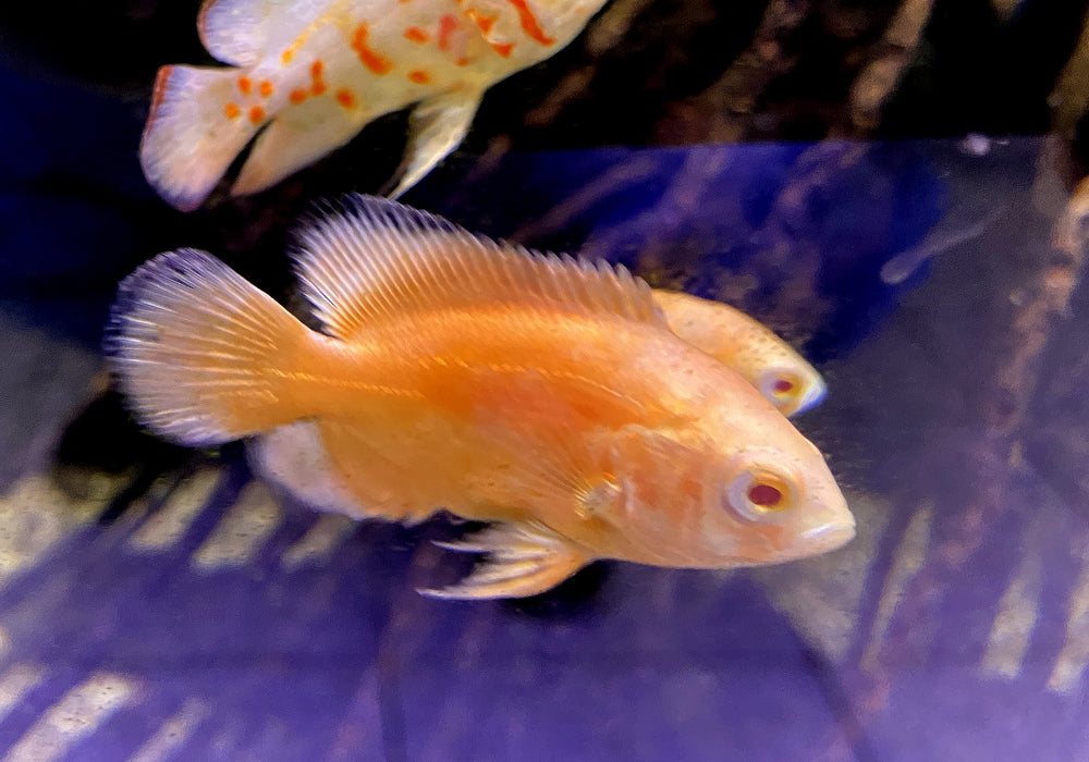 Roter Oskar Albino Pfauenaugenbuntbarsch - Astronotus ocellatus albino