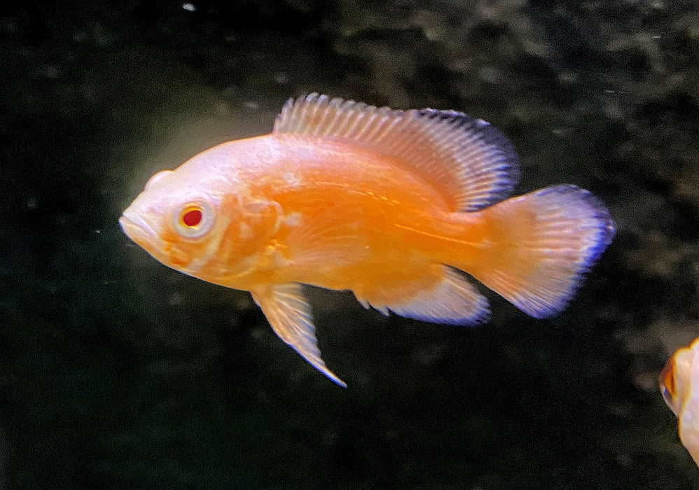 Roter Oskar Albino Pfauenaugenbuntbarsch - Astronotus ocellatus albino