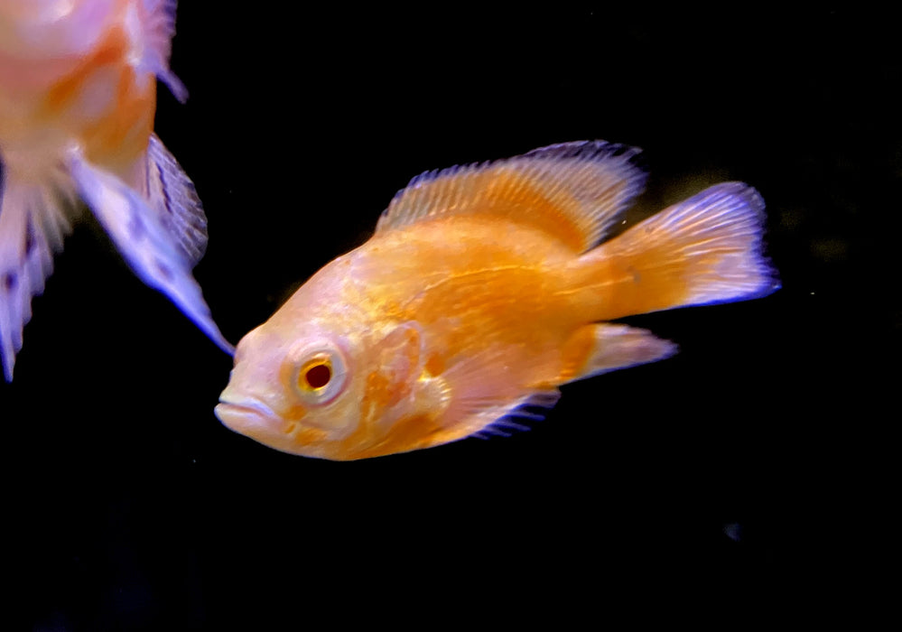 Roter Oskar Albino Pfauenaugenbuntbarsch - Astronotus ocellatus albino