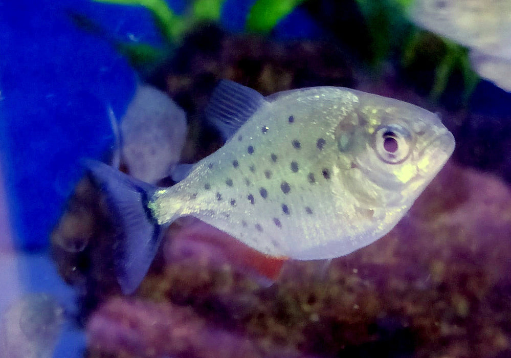 Wieder da - Roter Piranha - Serrasalmus nattereri