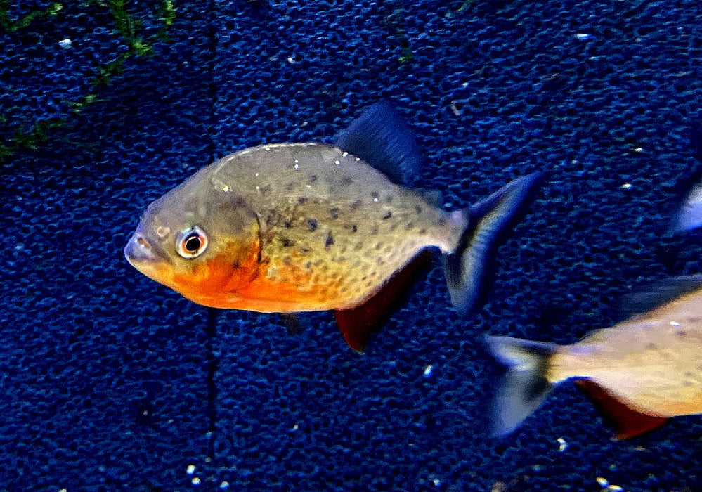 Roter Piranha - Serrasalmus nattereri