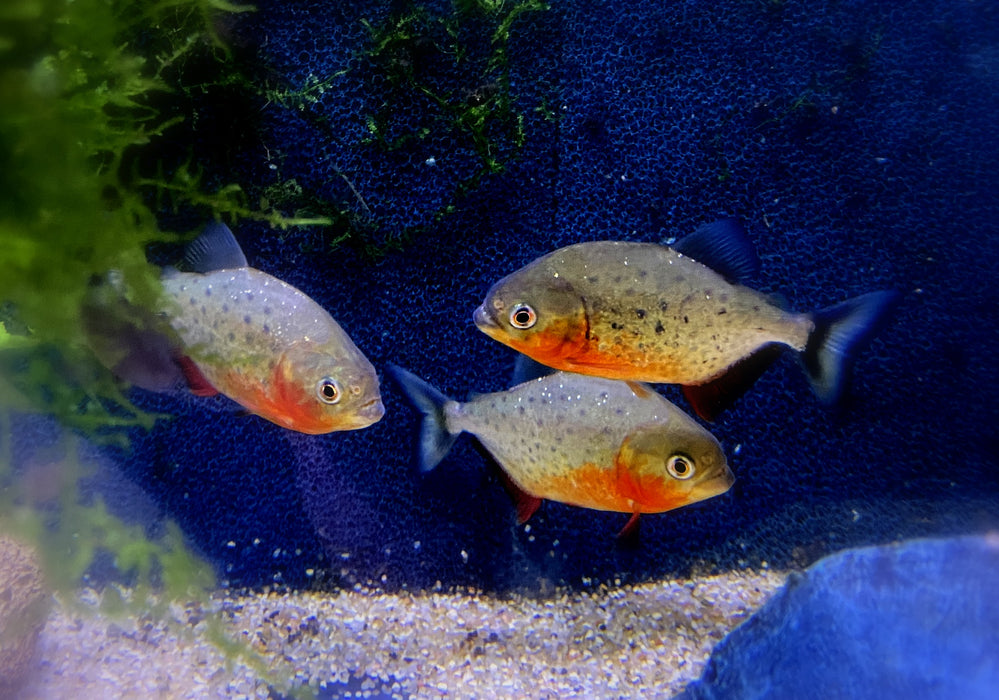 Roter Piranha - Serrasalmus nattereri