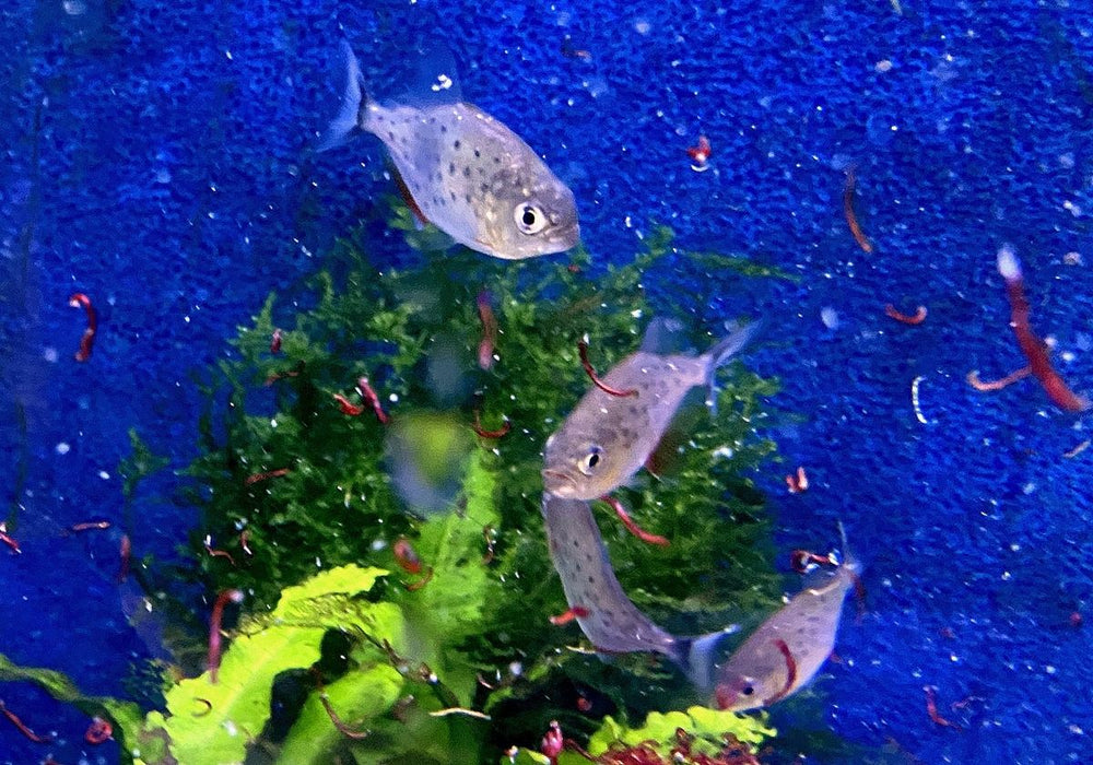 Wieder da - Roter Piranha - Serrasalmus nattereri
