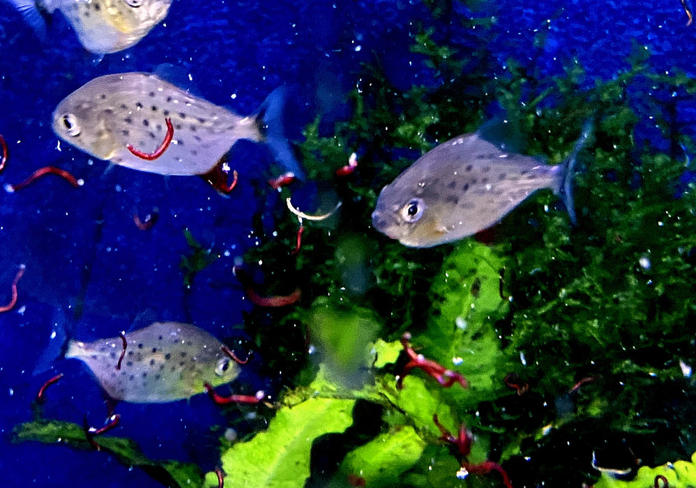 Wieder da - Roter Piranha - Serrasalmus nattereri