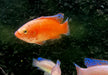 Roter Turkana Buntbarsch - Rubricatochromis exsul 