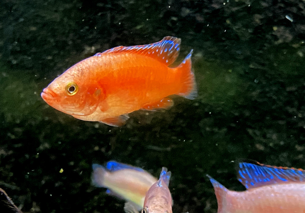 Roter Turkana Buntbarsch - Rubricatochromis exsul 