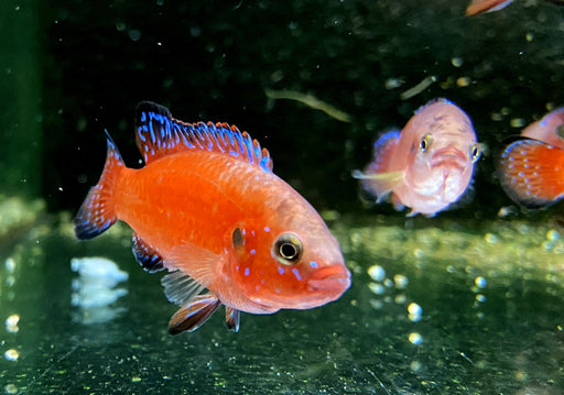Roter Turkana Buntbarsch - Rubricatochromis exsul 