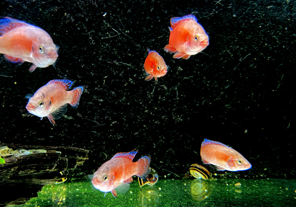 Roter Turkana Buntbarsch - Rubricatochromis exsul 