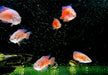 Roter Turkana Buntbarsch - Rubricatochromis exsul 