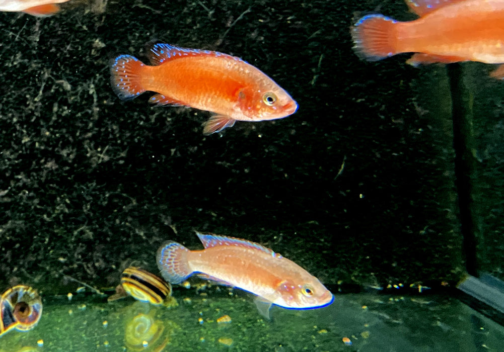 Roter Turkana Buntbarsch - Rubricatochromis exsul 