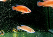 Roter Turkana Buntbarsch - Rubricatochromis exsul 