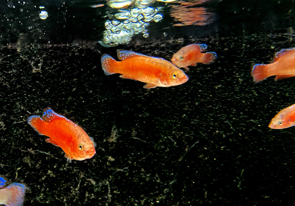 Roter Turkana Buntbarsch - Rubricatochromis exsul 