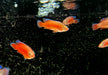 Roter Turkana Buntbarsch - Rubricatochromis exsul 