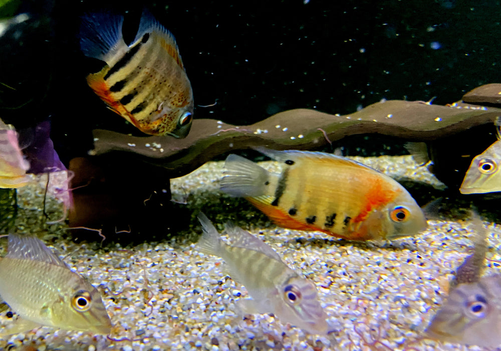 Rotkeil-Augenfleckbuntbarsch (L) - Heros efasciatus