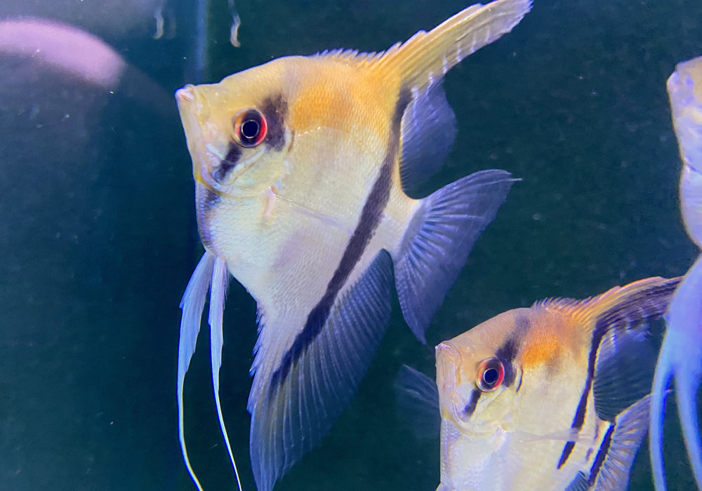SONDERPREIS - Rotrücken-Skalar XL - Pterophyllum scalare