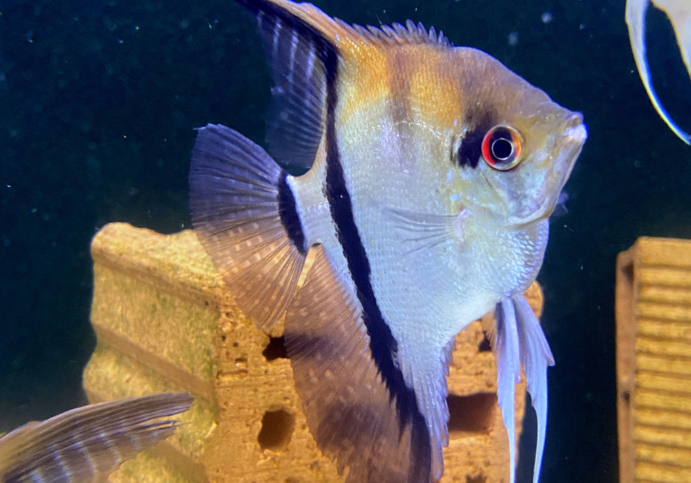 SONDERPREIS - Rotrücken-Skalar XL - Pterophyllum scalare