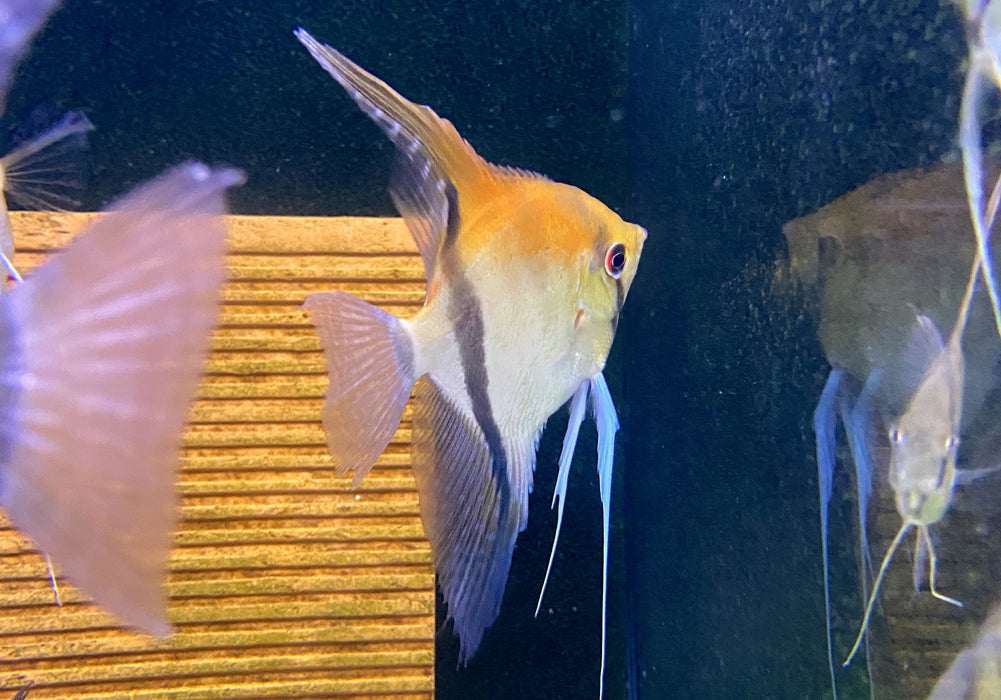 SONDERPREIS - Rotrücken-Skalar XL - Pterophyllum scalare