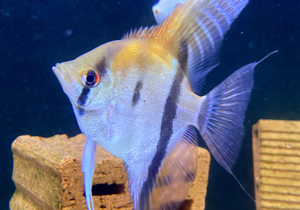 SONDERPREIS - Rotrücken-Skalar XL - Pterophyllum scalare