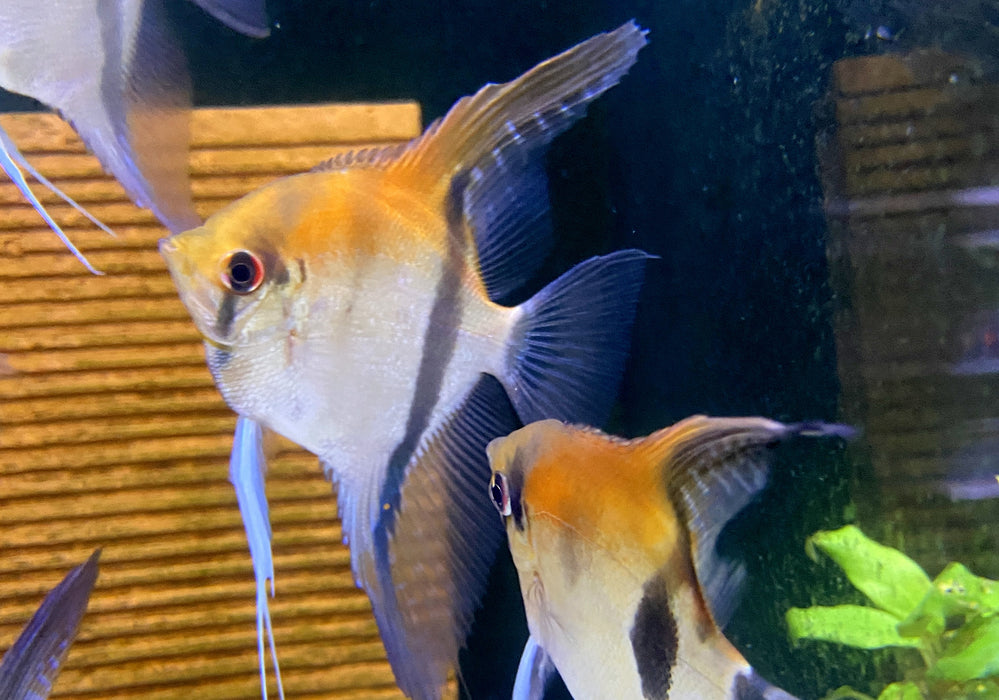 SONDERPREIS - Rotrücken-Skalar XL - Pterophyllum scalare