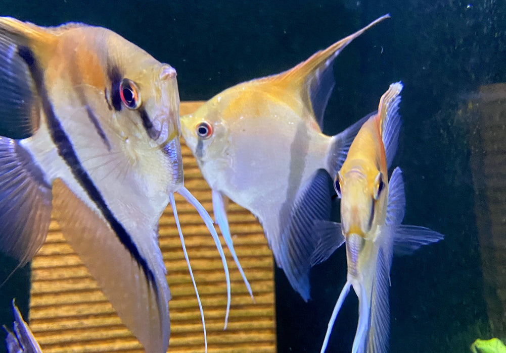 SONDERPREIS - Rotrücken-Skalar XL - Pterophyllum scalare
