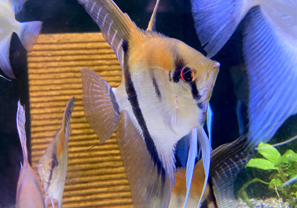 SONDERPREIS - Rotrücken-Skalar XL - Pterophyllum scalare