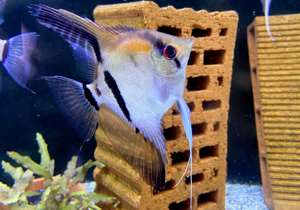 SONDERPREIS - Rotrücken-Skalar XL - Pterophyllum scalare