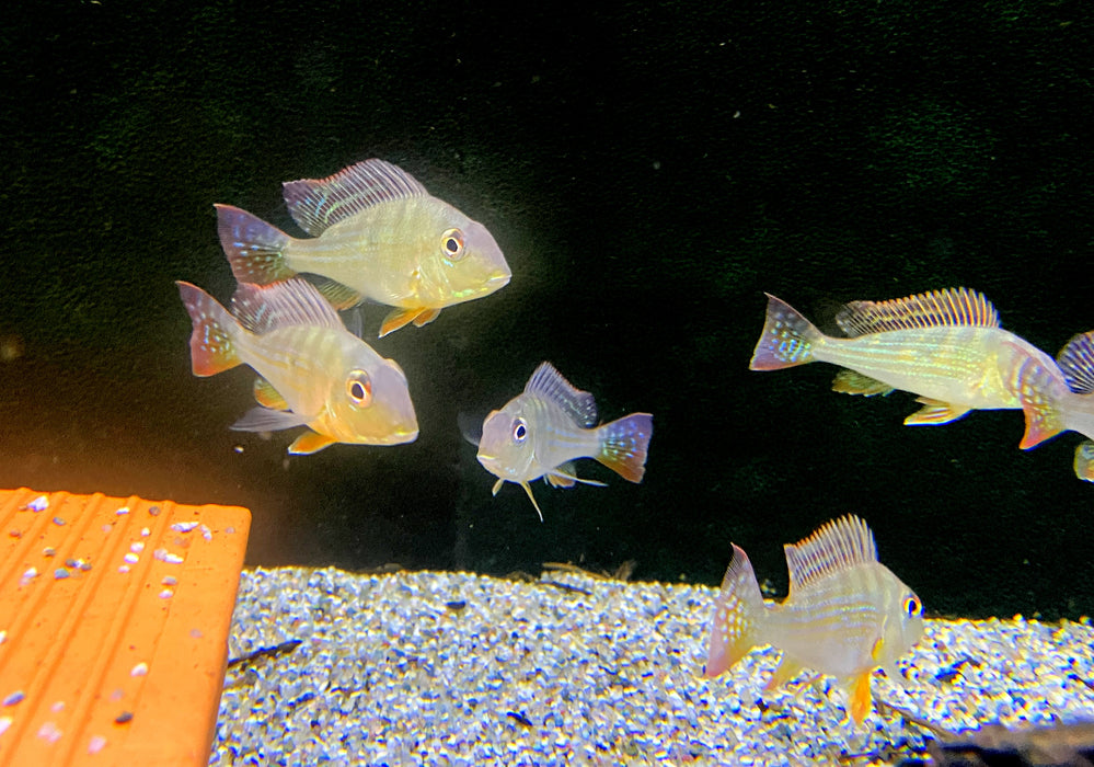 Rotstreifen-Erdfresser - Geophagus surinamensis