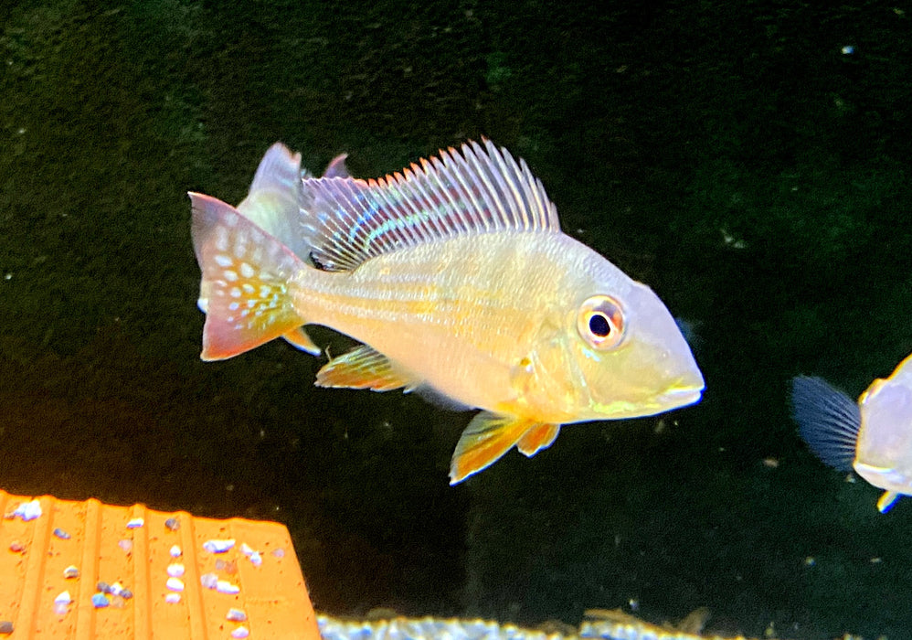 Rotstreifen-Erdfresser - Geophagus surinamensis