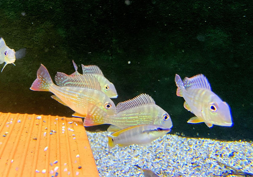 Rotstreifen-Erdfresser - Geophagus surinamensis
