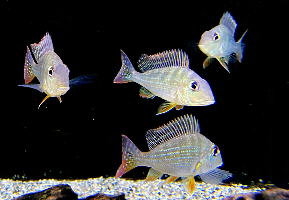 Rotstreifen-Erdfresser - Geophagus surinamensis