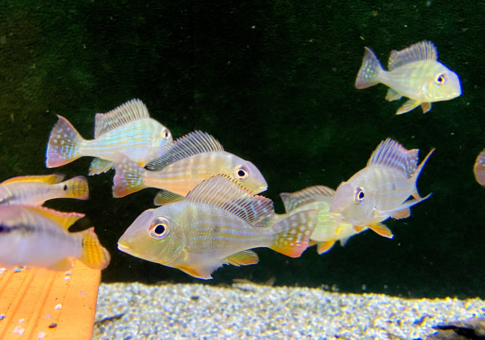 Rotstreifen-Erdfresser - Geophagus surinamensis