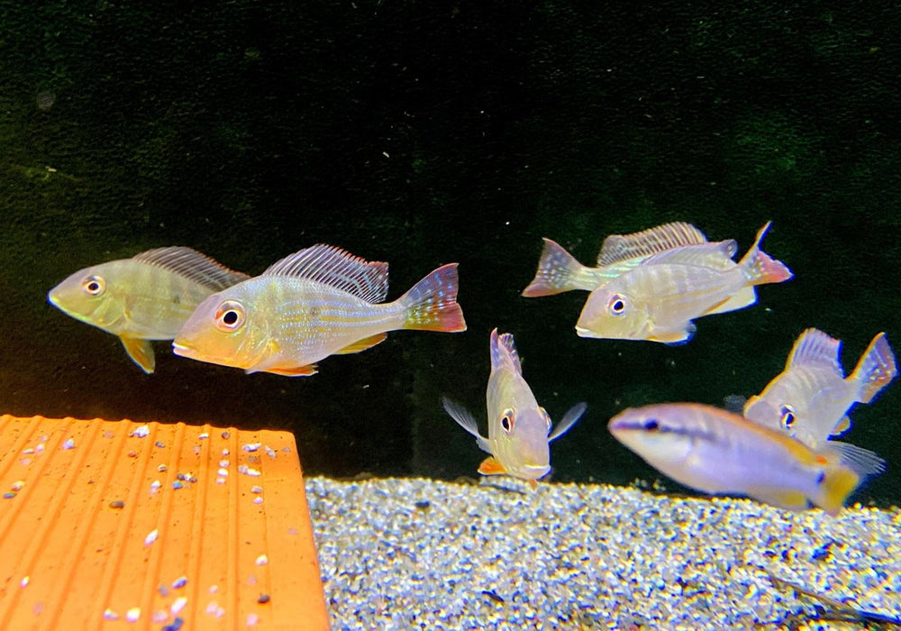 Rotstreifen-Erdfresser - Geophagus surinamensis
