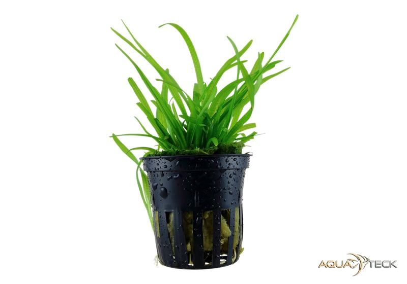 Sagittaria subulata aqua-teck