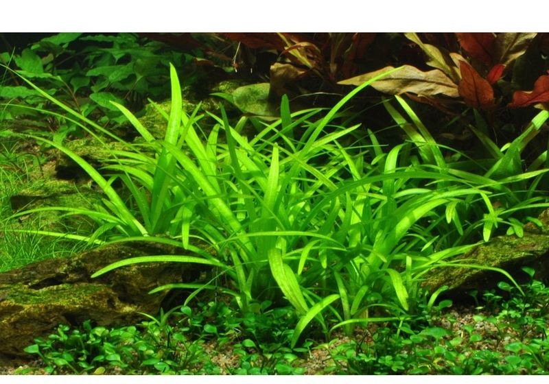 Sagittaria subulata aqua-teck