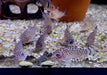 Wieder da! - RARITÄT - Santa Cruz Panzerwels - Hoplisoma Corydoras cruziense aqua-teck
