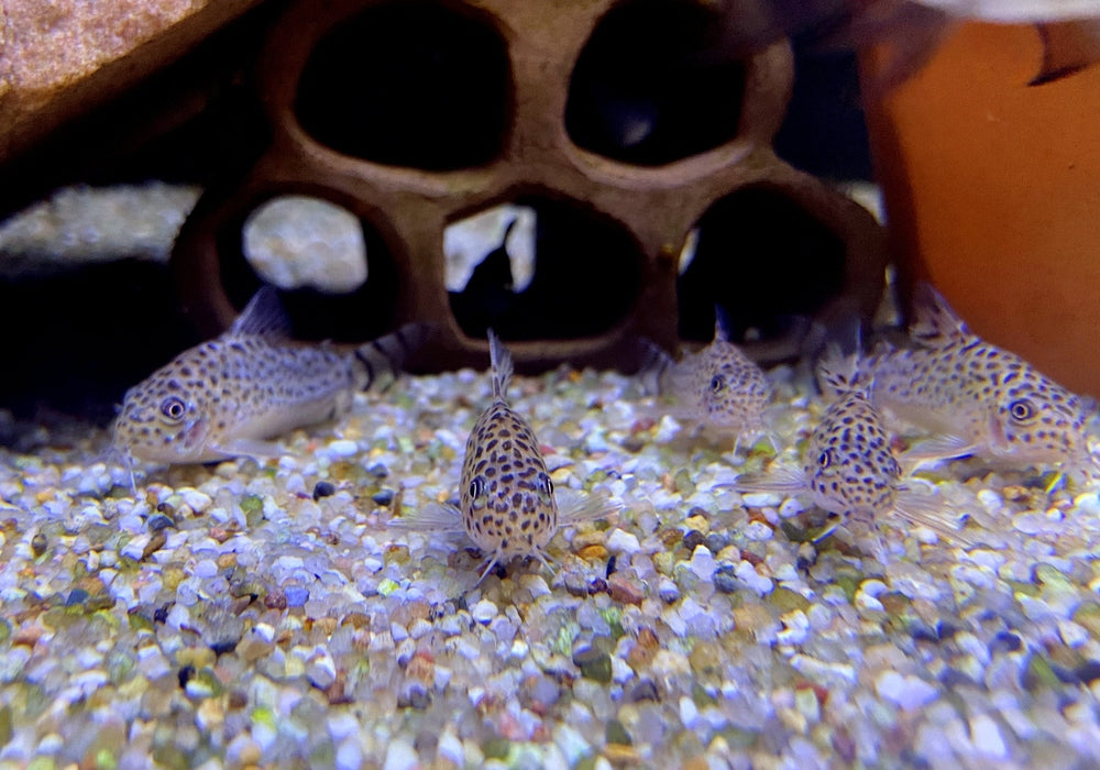Wieder da! - RARITÄT - Santa Cruz Panzerwels - Hoplisoma Corydoras cruziense aqua-teck