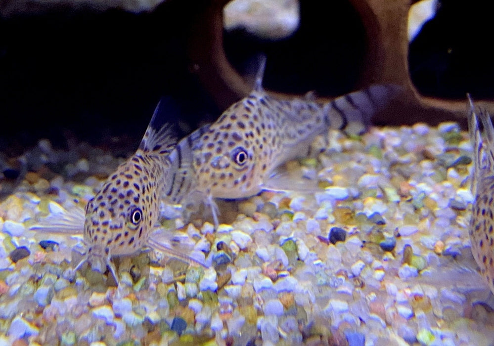 Wieder da! - RARITÄT - Santa Cruz Panzerwels - Hoplisoma Corydoras cruziense aqua-teck