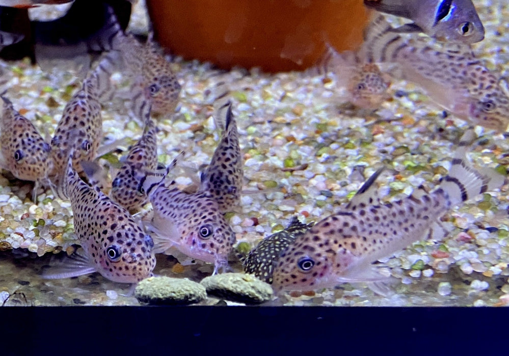 Wieder da! - RARITÄT - Santa Cruz Panzerwels - Hoplisoma Corydoras cruziense aqua-teck