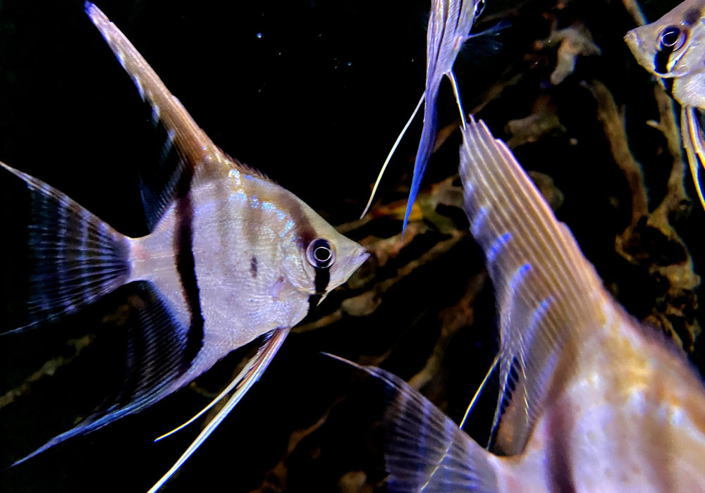 Santa Isabel Skalar L- Pterophyllum scalare