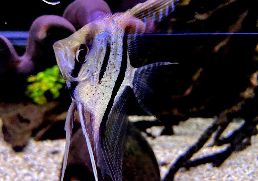 Santa Isabel Skalar L- Pterophyllum scalare