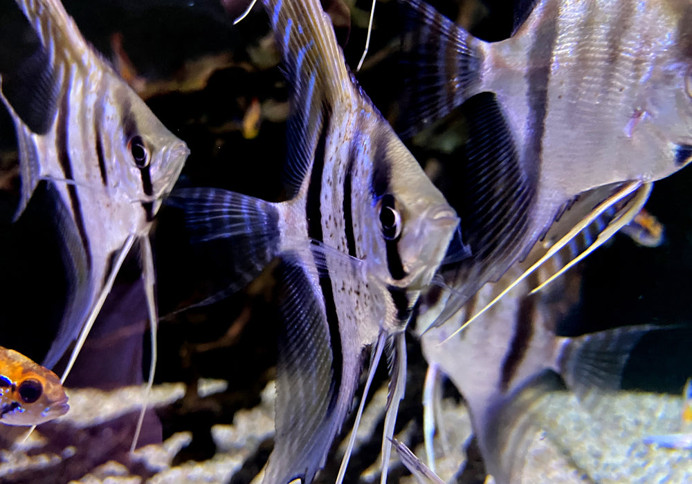 Santa Isabel Skalar L- Pterophyllum scalare