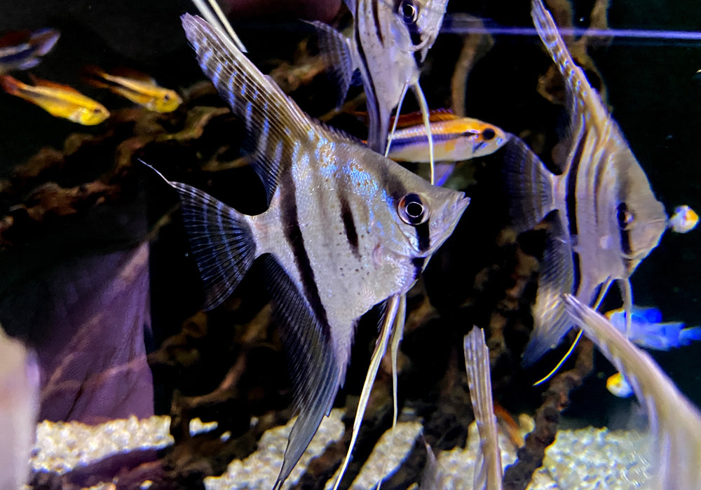 Santa Isabel Skalar L- Pterophyllum scalare