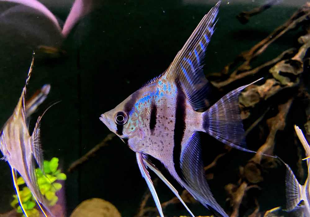 Santa Isabel Skalar L- Pterophyllum scalare