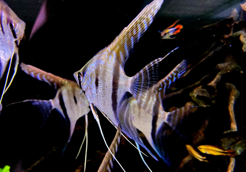 Santa Isabel Skalar L- Pterophyllum scalare